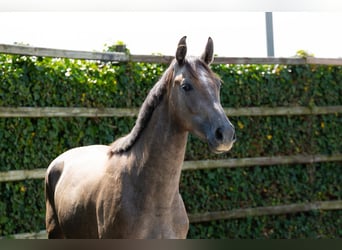 Zangersheide, Caballo castrado, 3 años, 165 cm
