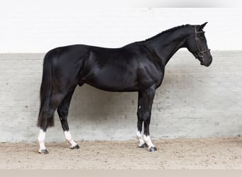 Zangersheide, Caballo castrado, 3 años, 165 cm
