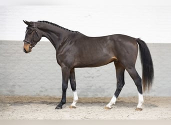 Zangersheide, Caballo castrado, 3 años, 165 cm, Castaño oscuro