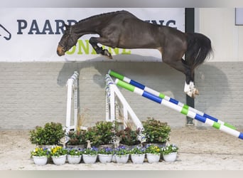 Zangersheide, Caballo castrado, 3 años, 165 cm, Castaño oscuro