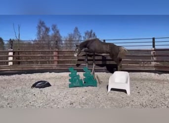 Zangersheide, Caballo castrado, 3 años, 165 cm, Tordo