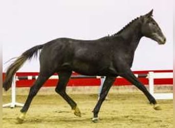 Zangersheide, Caballo castrado, 3 años, 165 cm, Tordo