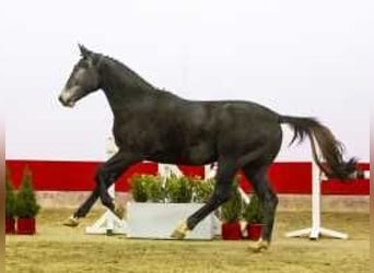 Zangersheide, Caballo castrado, 3 años, 165 cm, Tordo