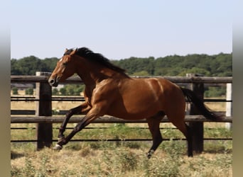 Zangersheide, Caballo castrado, 3 años, 166 cm, Castaño