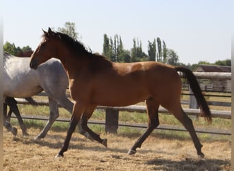 Zangersheide, Caballo castrado, 3 años, 166 cm, Castaño