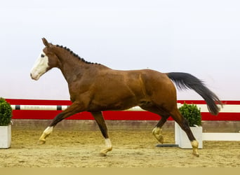 Zangersheide, Caballo castrado, 3 años, 166 cm, Castaño