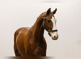 Zangersheide, Caballo castrado, 3 años, 166 cm, Castaño