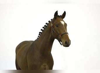 Zangersheide, Caballo castrado, 3 años, 166 cm, Castaño