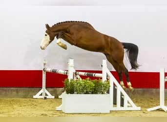 Zangersheide, Caballo castrado, 3 años, 166 cm, Castaño