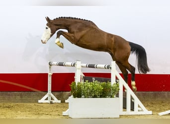 Zangersheide, Caballo castrado, 3 años, 166 cm, Castaño