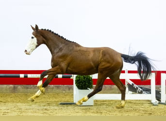 Zangersheide, Caballo castrado, 3 años, 166 cm, Castaño