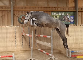 Zangersheide, Caballo castrado, 3 años, 166 cm, Tordo picazo