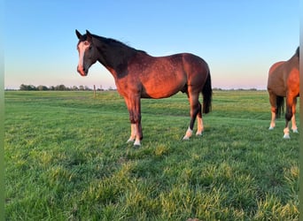 Zangersheide, Caballo castrado, 3 años, 167 cm, Castaño