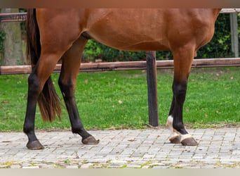 Zangersheide, Caballo castrado, 3 años, 167 cm, Castaño