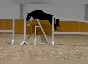 Zangersheide, Caballo castrado, 3 años, 167 cm, Negro