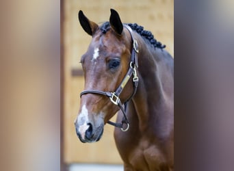 Zangersheide, Caballo castrado, 3 años, 168 cm, Castaño