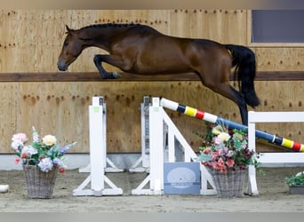 Zangersheide, Caballo castrado, 3 años, 168 cm, Castaño