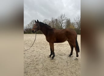 Zangersheide, Caballo castrado, 3 años, 168 cm, Castaño