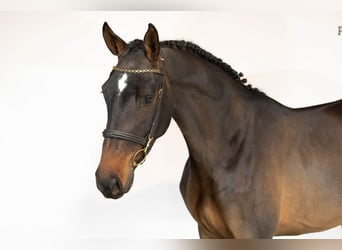Zangersheide, Caballo castrado, 3 años, 168 cm, Castaño oscuro