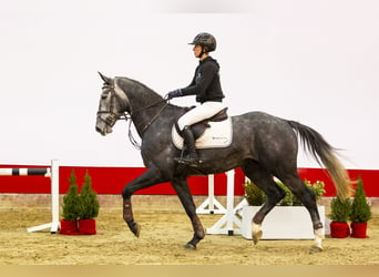 Zangersheide, Caballo castrado, 3 años, 168 cm, Grullo