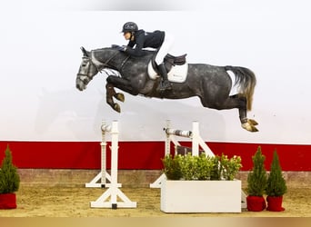 Zangersheide, Caballo castrado, 3 años, 168 cm, Grullo