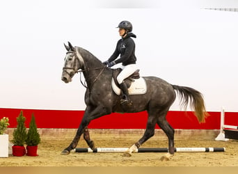 Zangersheide, Caballo castrado, 3 años, 168 cm, Grullo