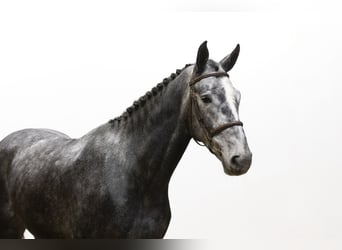 Zangersheide, Caballo castrado, 3 años, 168 cm, Grullo