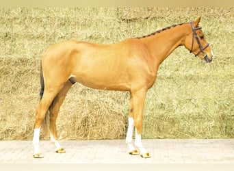 Zangersheide, Caballo castrado, 3 años, 169 cm, Alazán