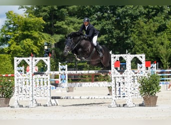 Zangersheide, Caballo castrado, 3 años, 169 cm, Castaño