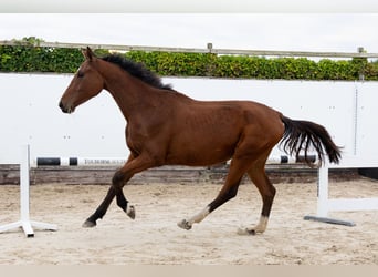 Zangersheide, Caballo castrado, 3 años, 169 cm, Castaño
