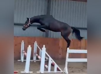 Zangersheide, Caballo castrado, 3 años, 169 cm, Castaño oscuro