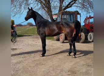 Zangersheide, Caballo castrado, 3 años, 169 cm, Castaño oscuro