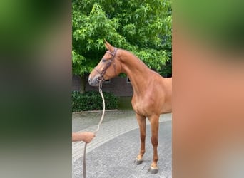 Zangersheide, Caballo castrado, 3 años, 170 cm, Alazán