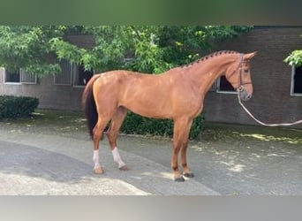 Zangersheide, Caballo castrado, 3 años, 170 cm, Alazán