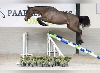 Zangersheide, Caballo castrado, 3 años, 170 cm, Castaño