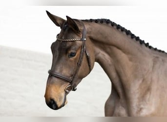 Zangersheide, Caballo castrado, 3 años, 170 cm, Castaño