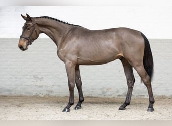 Zangersheide, Caballo castrado, 3 años, 170 cm, Castaño