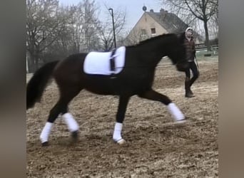 Zangersheide, Caballo castrado, 3 años, 170 cm, Castaño oscuro