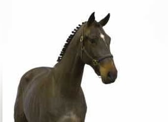 Zangersheide, Caballo castrado, 3 años, 170 cm, Castaño oscuro