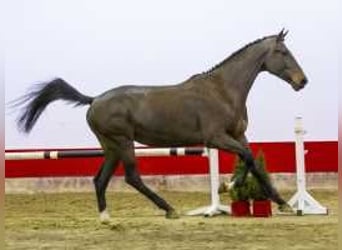 Zangersheide, Caballo castrado, 3 años, 170 cm, Castaño oscuro