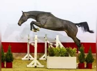 Zangersheide, Caballo castrado, 3 años, 170 cm, Castaño oscuro