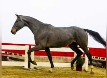 Zangersheide, Caballo castrado, 3 años, 170 cm, Castaño oscuro