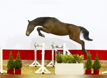 Zangersheide, Caballo castrado, 3 años, 171 cm, Castaño