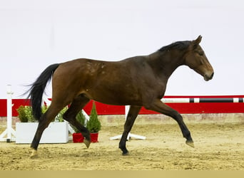 Zangersheide, Caballo castrado, 3 años, 171 cm, Castaño