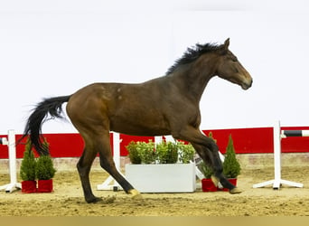 Zangersheide, Caballo castrado, 3 años, 171 cm, Castaño