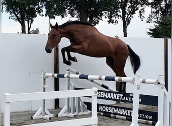 Zangersheide, Caballo castrado, 3 años, 172 cm, Castaño rojizo