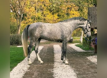 Zangersheide, Caballo castrado, 3 años, 173 cm, Tordo ruano