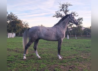 Zangersheide, Caballo castrado, 3 años, 173 cm, Tordo ruano