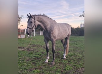 Zangersheide, Caballo castrado, 3 años, 173 cm, Tordo ruano