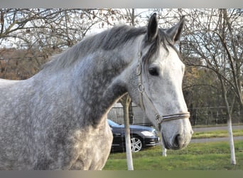 Zangersheide, Caballo castrado, 3 años, 173 cm, Tordo ruano